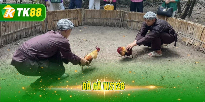 Đá gà WS128